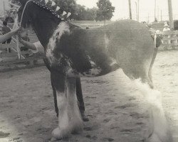 stallion Shining Meadows Anderson (Clydesdale, 2005, from Thistle Ridge Eaton Jon)