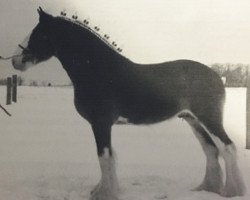 stallion Willow Way Emerson (Clydesdale, 2004, from Collessie Ulsterman)