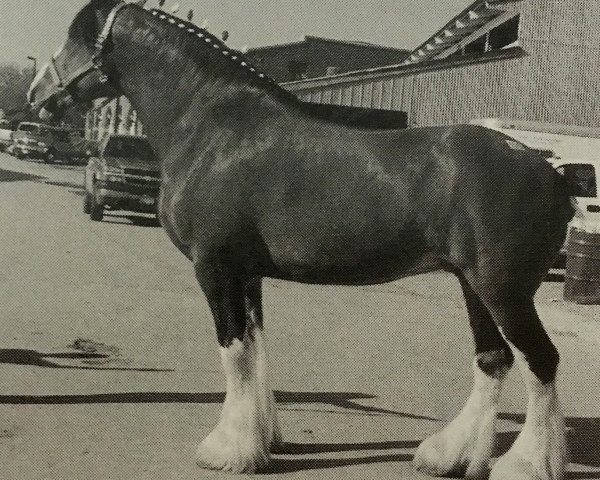 Zuchtstute Windy Ridge Diamond Dixie (Clydesdale, 1994, von Belleau Annett's Adam)