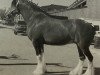 broodmare Windy Ridge Diamond Dixie (Clydesdale, 1994, from Belleau Annett's Adam)