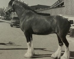 broodmare Windy Ridge Diamond Dixie (Clydesdale, 1994, from Belleau Annett's Adam)