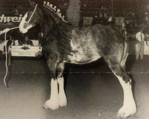 broodmare Gallant's Candy Rose (Clydesdale, 1989, from Korona Gallant Boy)