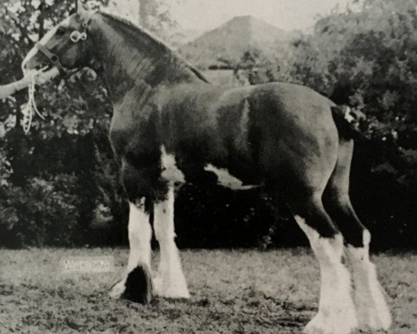 stallion Little Ceaser (Clydesdale, 1961, from Emminent Fritz)