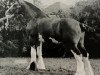 stallion Little Ceaser (Clydesdale, 1961, from Emminent Fritz)