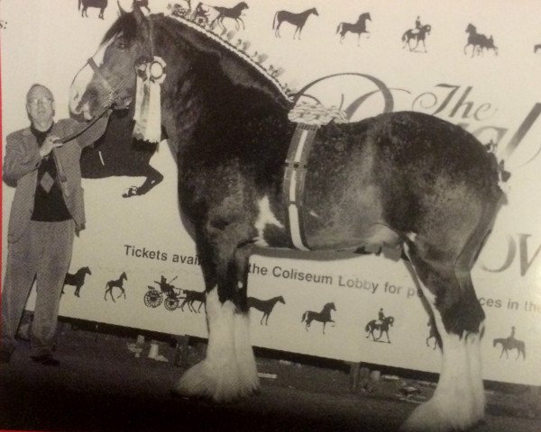 Deckhengst Ozark's Royal Double Aristocrat (Clydesdale, 1996, von Ceasar of Olde Pine Tree Winston)