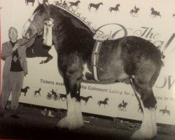 stallion Ozark's Royal Double Aristocrat (Clydesdale, 1996, from Ceasar of Olde Pine Tree Winston)