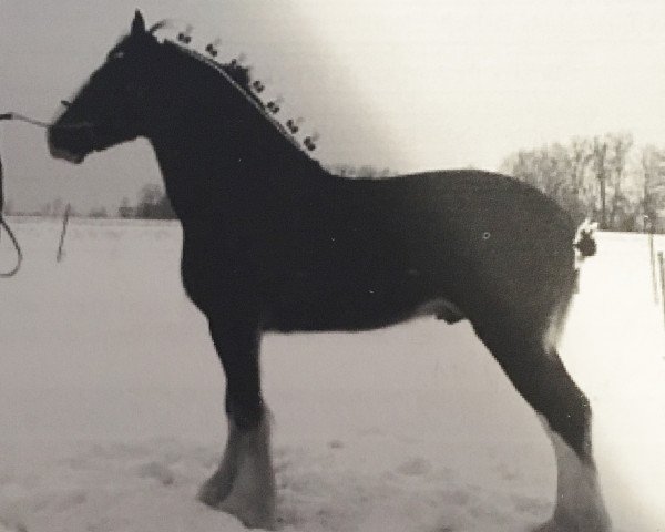 Deckhengst Ozark's Royal Inspector (Clydesdale, 2004, von Ozark's Royal Double Aristocrat)