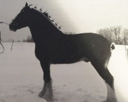 stallion Ozark's Royal Inspector (Clydesdale, 2004, from Ozark's Royal Double Aristocrat)