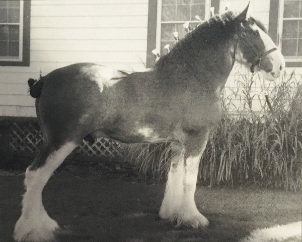 Deckhengst Green Leaf Prime Time (Clydesdale, 2001, von Collessie Crackerjack)