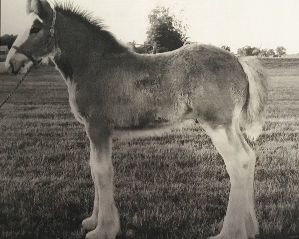 Pferd Centerline's Bogey (Clydesdale, 2006, von S B H Revelation)