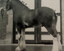 stallion Thistle Ridge Argyll Bruce (Clydesdale, 1989, from Commander Mark Argyll)