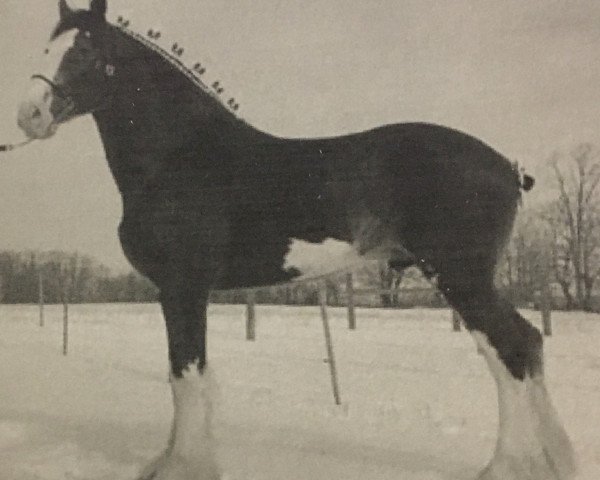 stallion Cedarlane Hurricane (Clydesdale, 2003, from S B H Phoenix)