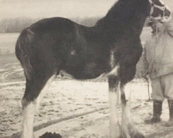 Deckhengst Brand AAA's First King (Clydesdale, 2005, von Green Valley Tweed)