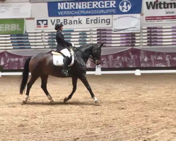 Dressurturnier Eicherloh - Laurent 2016