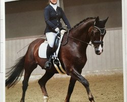 dressage horse RSB Dryander (Oldenburg, 2004, from Donnerschwee)