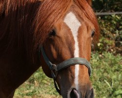 horse Fairys Spirit OFriday (Paint Horse, 2012)