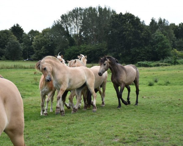 horse Haldor von Dreilinden (Fjord Horse, 2016, from Haugguten)