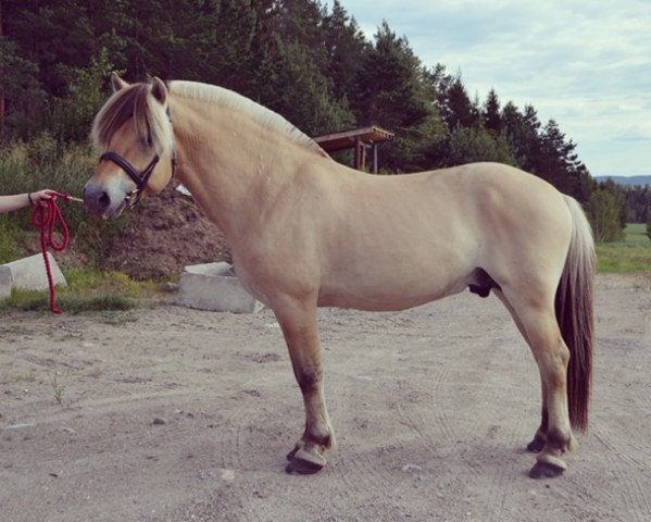 horse Hodne Lunar (Fjord Horse, 2014, from Augustus Solberg)