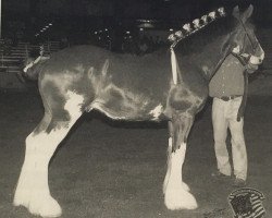 Deckhengst Birky's Pride Preludes Hercules (Clydesdale, 2005, von Pinnacle's Prelude)