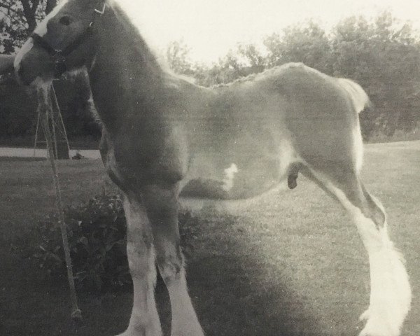 Pferd Mistyland Jake (Clydesdale, 2006, von South Texas Sioux)