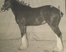 broodmare Triple Corners Stacey (Clydesdale, 2003, from Carson's Colonel J.R.)