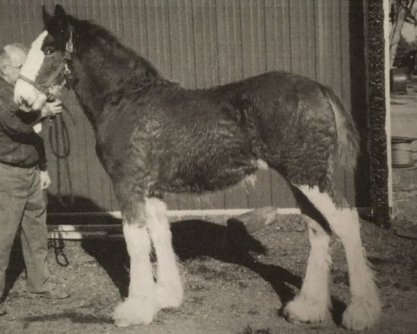 broodmare Stablemates Sadie (Clydesdale, 2006, from Brandon's Commanding Star)