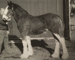 Zuchtstute Stablemates Sadie (Clydesdale, 2006, von Brandon's Commanding Star)