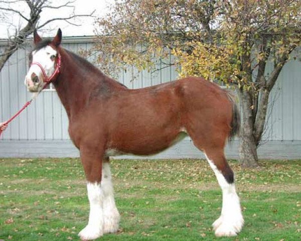 broodmare Wolf Mound's Glenord Glenna (Clydesdale, 1991, from Plainsview Glenord)