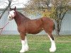 Zuchtstute Wolf Mound's Glenord Glenna (Clydesdale, 1991, von Plainsview Glenord)