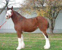 Zuchtstute Wolf Mound's Glenord Glenna (Clydesdale, 1991, von Plainsview Glenord)