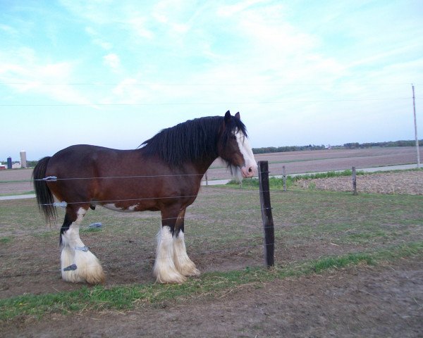 Deckhengst Double H Levi Bill (Clydesdale, 2001, von Maplewood Levi)