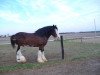 Deckhengst Double H Levi Bill (Clydesdale, 2001, von Maplewood Levi)