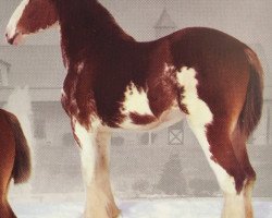 broodmare MTM Levi Jill (Clydesdale, 2005, from Double H Levi Bill)