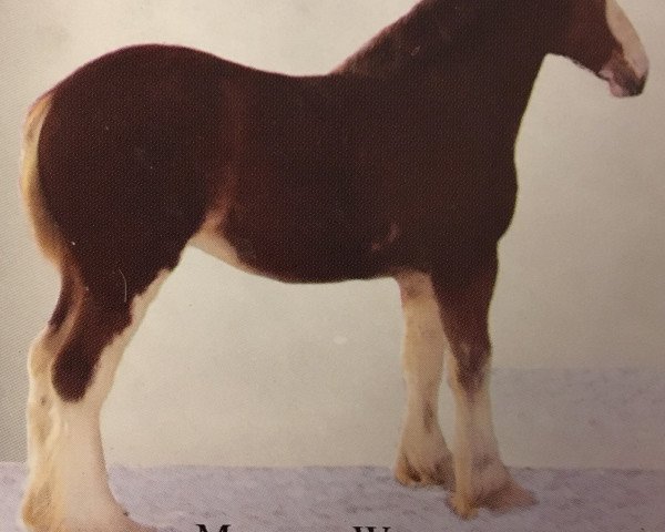 Zuchtstute Martha Washington of Great American (Clydesdale, 2006, von PTS Noblemans Joshua)