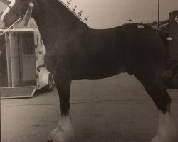 horse Great American Eli's Abe Lincoln (Clydesdale, 2003, from Armageddon's Lord Elijah)