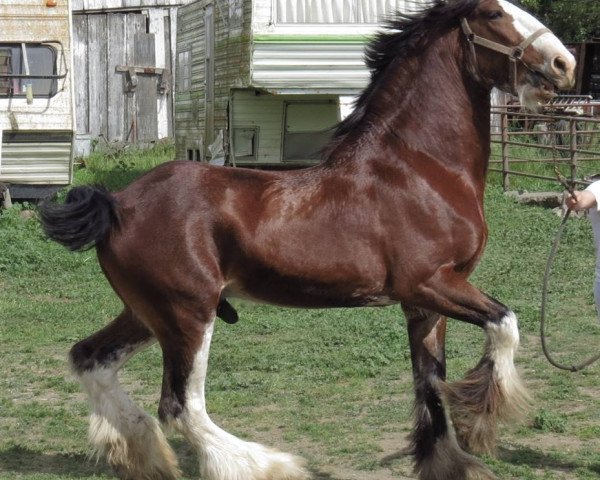 Deckhengst Cranston's Sensational Gregg (Clydesdale, 2001, von Doura Sensation)