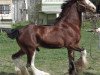 stallion Cranston's Sensational Gregg (Clydesdale, 2001, from Doura Sensation)