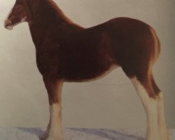 broodmare Great American Clara Barton E.T. (Clydesdale, 2006, from Cranston's Sensational Gregg)