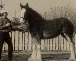 Zuchtstute Green Leaf Queen of Shamrocks (Clydesdale, 1991, von Torrs King O'Galloway)