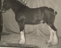 Pferd Ozark's Royal Gallie (Clydesdale, 2003, von Plunton Calum Maelogan)