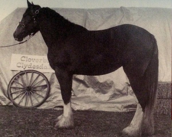 broodmare Breezy Hill Rose's Perfection (Clydesdale, 1995, from Hill Topper Perfect Motion)