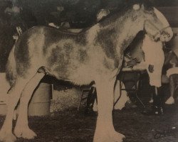 horse Brassring's Royal Sabre (Clydesdale, 1988, from Ogdensburg Amos)