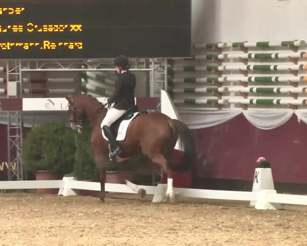 Dressurturnier Eicherloh - Laurent 2016