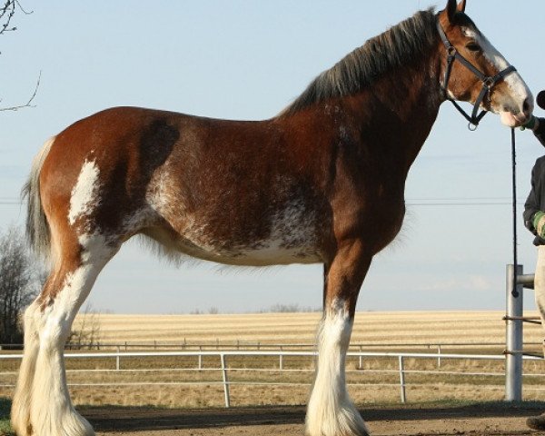 Zuchtstute Willow Way Integra (Clydesdale, 2008, von 2S Grandeur's Sir Garrett)