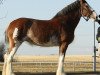 Zuchtstute Willow Way Integra (Clydesdale, 2008, von 2S Grandeur's Sir Garrett)