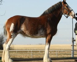 Zuchtstute Willow Way Integra (Clydesdale, 2008, von 2S Grandeur's Sir Garrett)