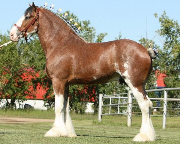 Deckhengst Willow Way Ideal (Clydesdale, 2008, von Zorra Highland Captain)