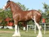 Deckhengst Willow Way Ideal (Clydesdale, 2008, von Zorra Highland Captain)