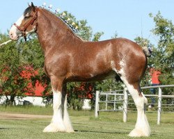 stallion Willow Way Ideal (Clydesdale, 2008, from Zorra Highland Captain)