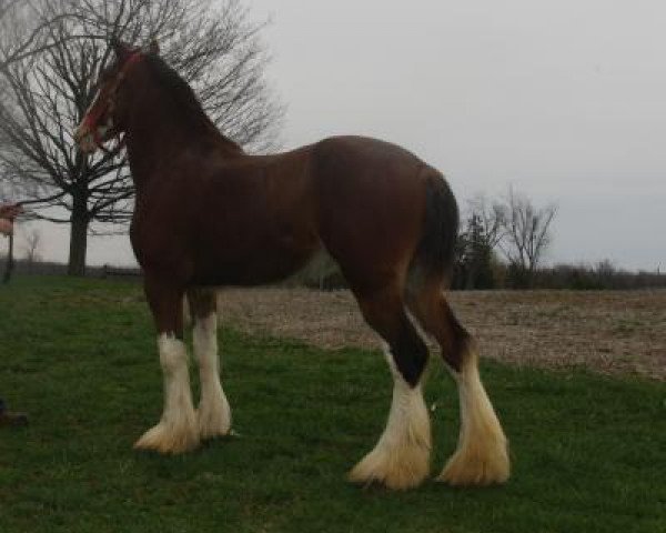 broodmare Brand AAA Miley (Clydesdale, 2013, from Willow Way Ideal)